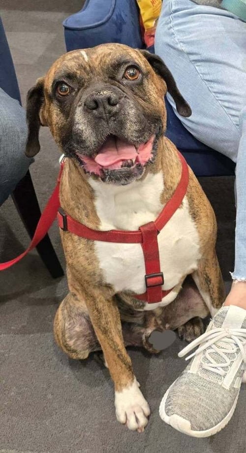 BRUNO VII - Boxer available for adoption