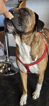 Bruno VII - Photo 4