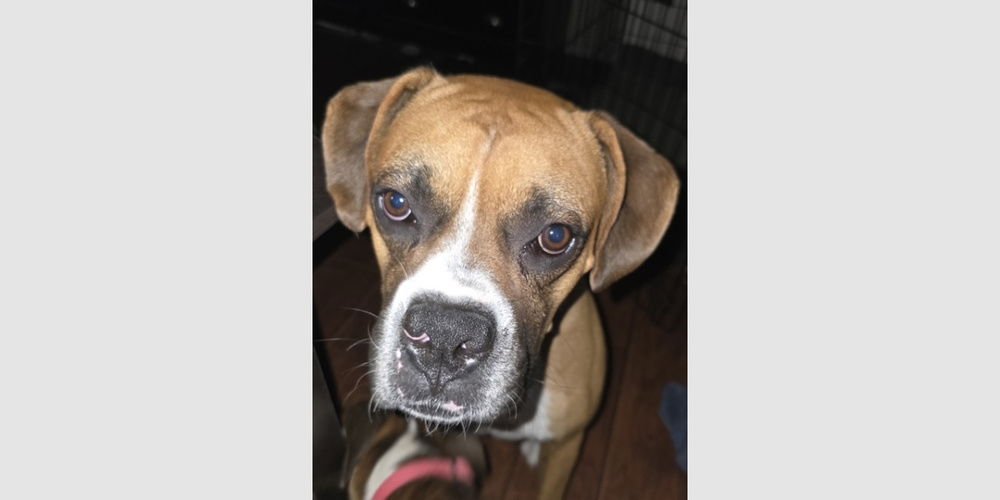 UZIE - Boxer available for adoption