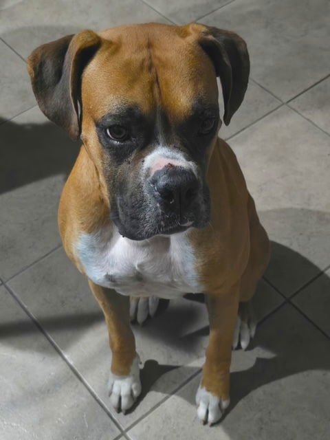 UZIE - Boxer available for adoption