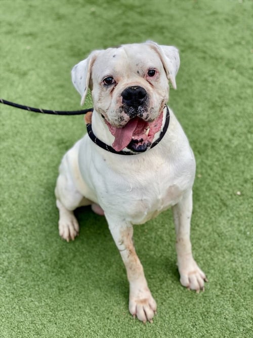 ADNAN - Boxer available for adoption