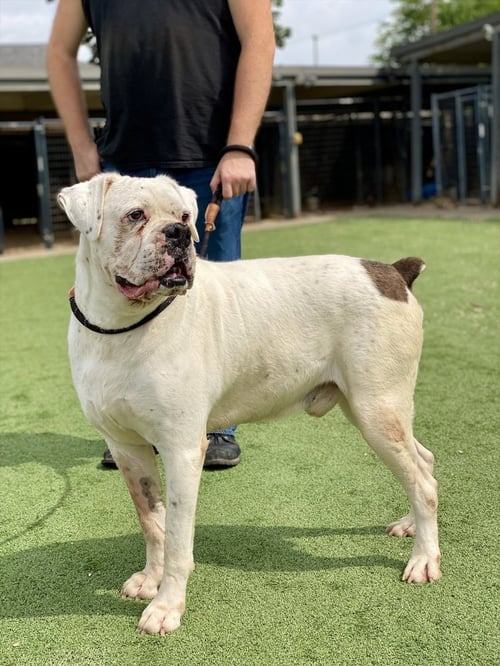 ADNAN - Boxer available for adoption