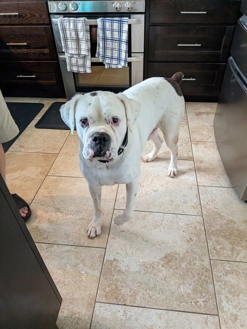 ADNAN - Boxer available for adoption