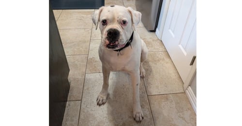 ADNAN - Boxer available for adoption