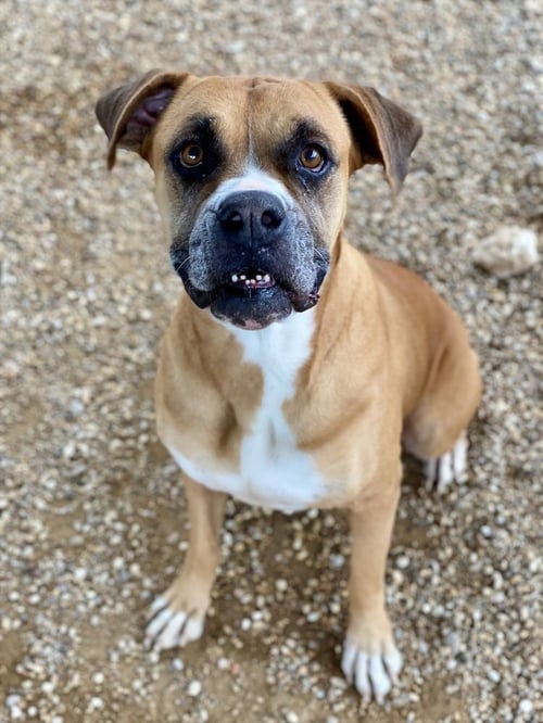 ADARA - ABR RETURN - Boxer available for adoption