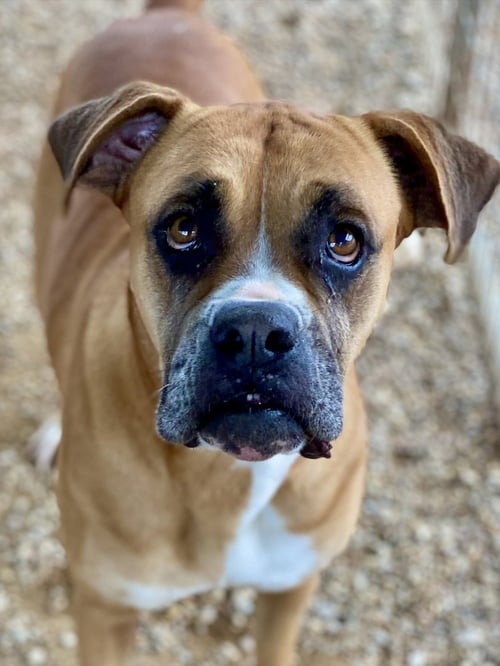 ADARA - ABR RETURN - Boxer available for adoption