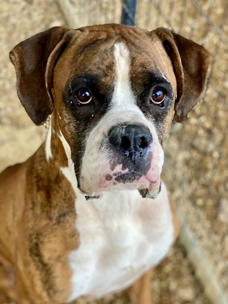 JAFARI - Boxer available for adoption