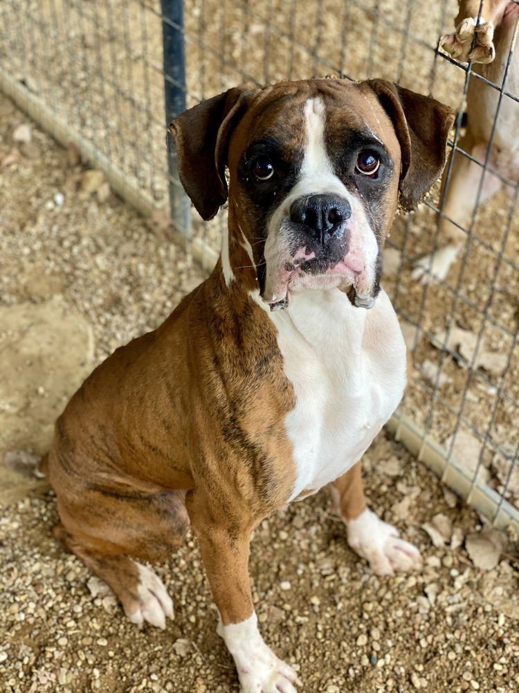 JAFARI - Boxer available for adoption