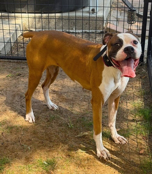 ROXY VII - Boxer available for adoption