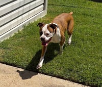 Roxy VII - Photo 4