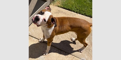 ROXY VII - Boxer available for adoption
