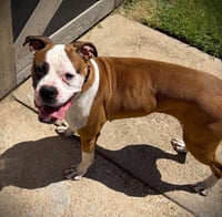Roxy VII - Photo 3