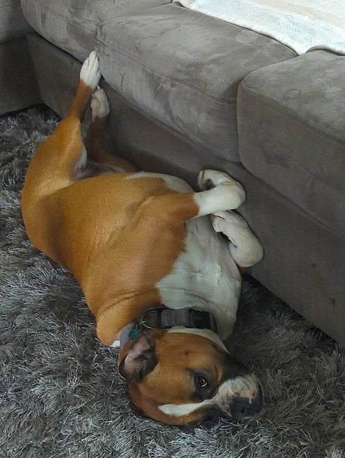 ZOEY XII - Boxer available for adoption