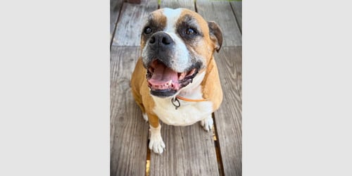 ZOEY XII - Boxer available for adoption