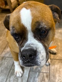 Zoey XII - Photo 3
