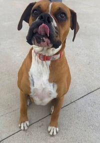 Phoebe II - Photo 2