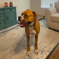 Phoebe II - Photo 4