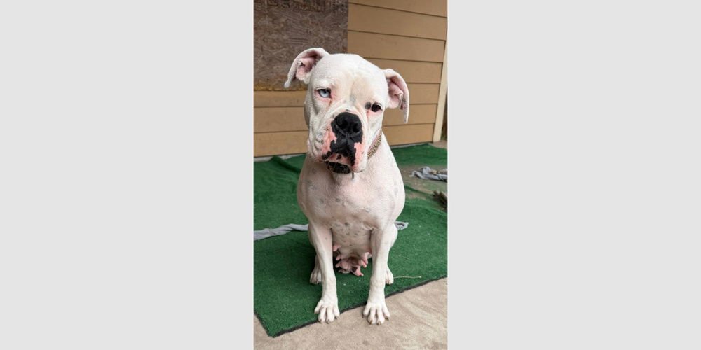 NOVA III - Boxer available for adoption