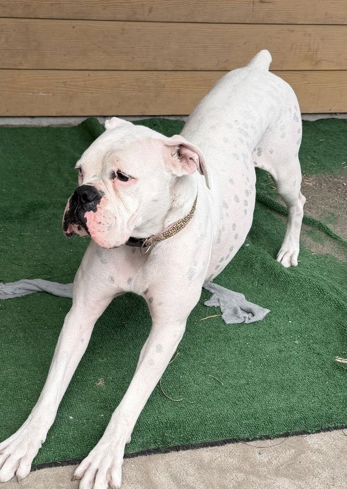 NOVA III - Boxer available for adoption