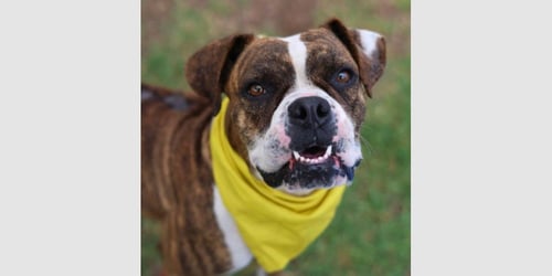 LIBERTY PEARL - Boxer available for adoption