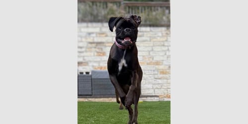 RAYVN - Boxer available for adoption