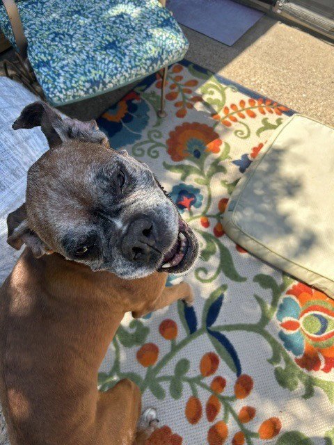ADELIA - Boxer available for adoption