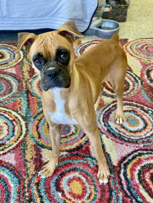 AMARANTHA - Boxer available for adoption