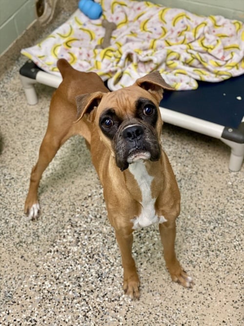 AMARANTHA - Boxer available for adoption