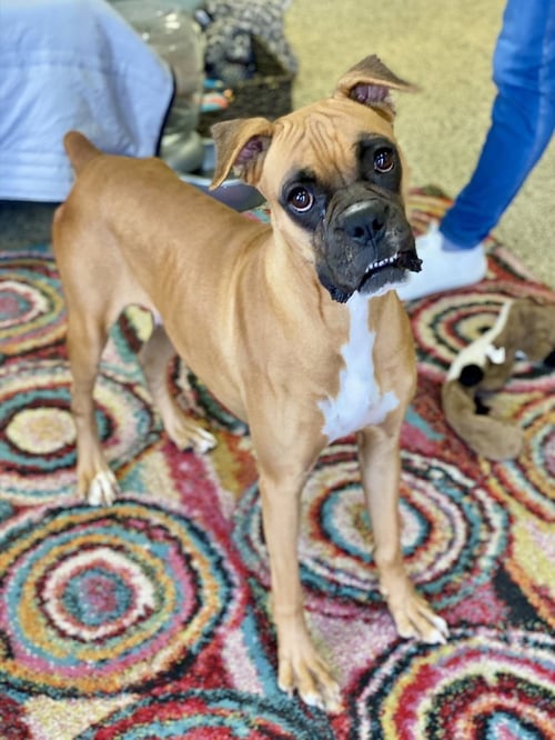 AMARANTHA - Boxer available for adoption