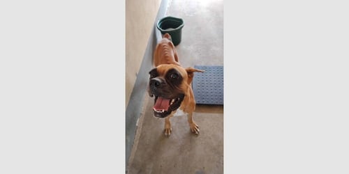 AMARANTHA - Boxer available for adoption