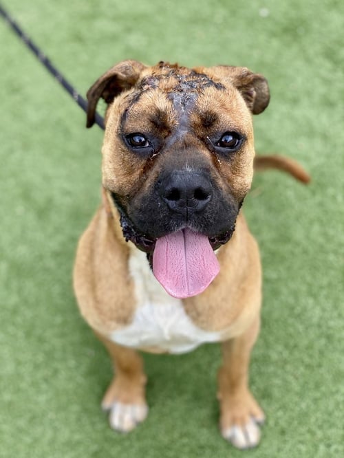 HUTCH II - Boxer available for adoption