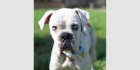 Johnathan Bullitt Dogriguez II - Photo 4