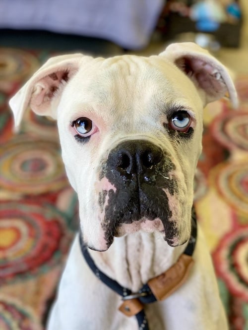 JOHNATHAN BULLITT DOGRIGUEZ II - Boxer available for adoption