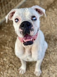 Johnathan Bullitt Dogriguez II - Photo 3