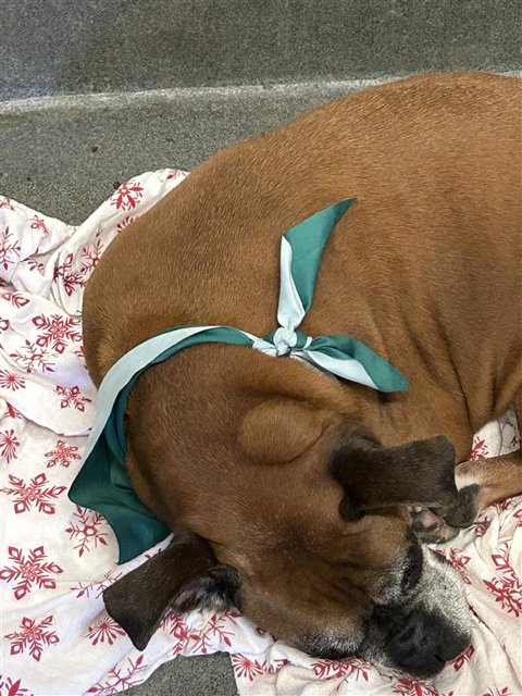 SARABETH - SILVER HEART - Boxer available for adoption