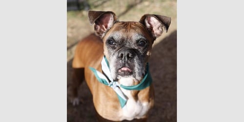 SARABETH - SILVER HEART - Boxer available for adoption