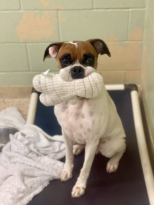 SCARLETT II - Boxer available for adoption