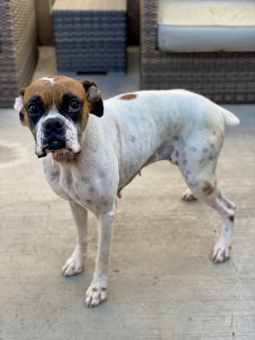 SCARLETT II - Boxer available for adoption