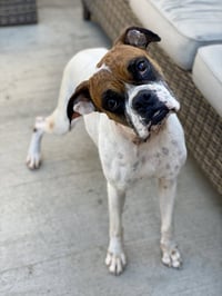 Scarlett II - Photo 3
