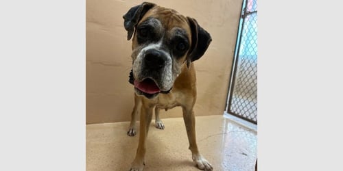 BUBLY - Boxer available for adoption
