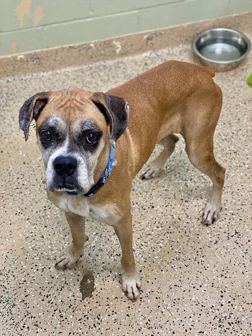 BUBLY - Boxer available for adoption