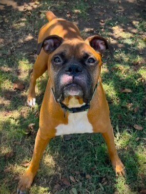 DUKE XI - Boxer available for adoption