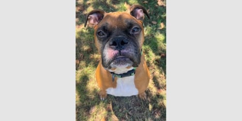 DUKE XI - Boxer available for adoption