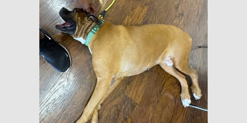 DUKE XI - Boxer available for adoption