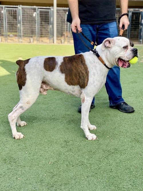 COLTER - Boxer available for adoption