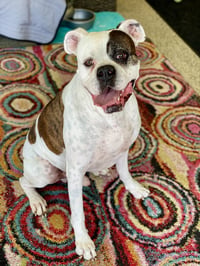 Colter - Photo 4