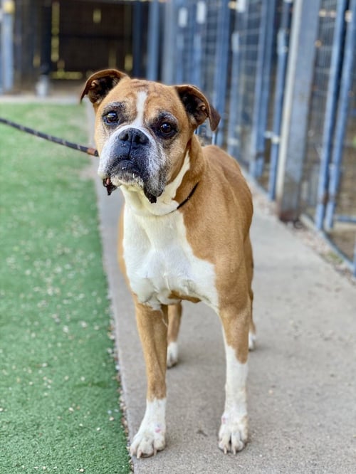 LAUGHLIN - Boxer available for adoption