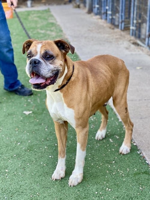 LAUGHLIN - Boxer available for adoption