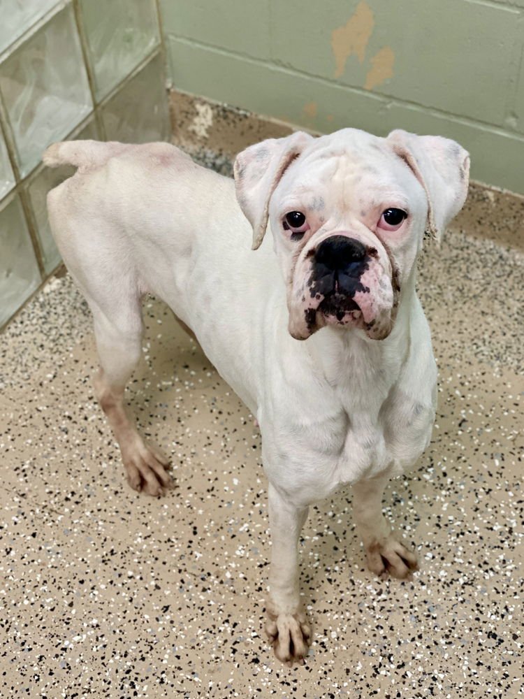TAYA - Boxer available for adoption