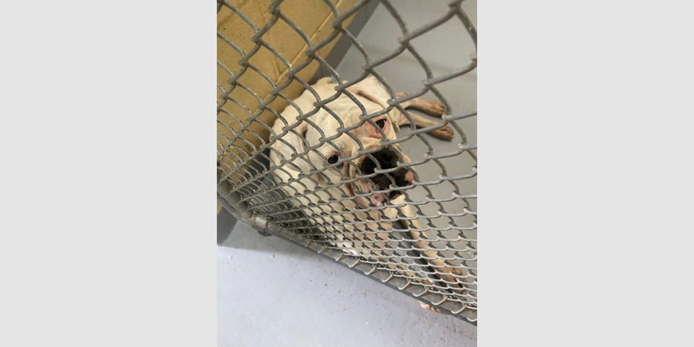 TAYA - Boxer available for adoption